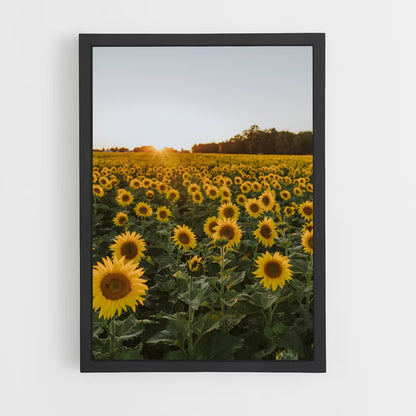 ap-sunflower-4 cadre Noir