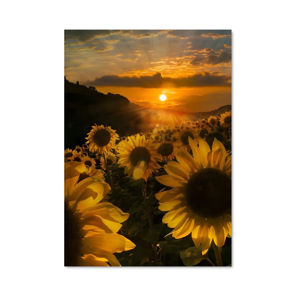 Poster Sunflower 96745