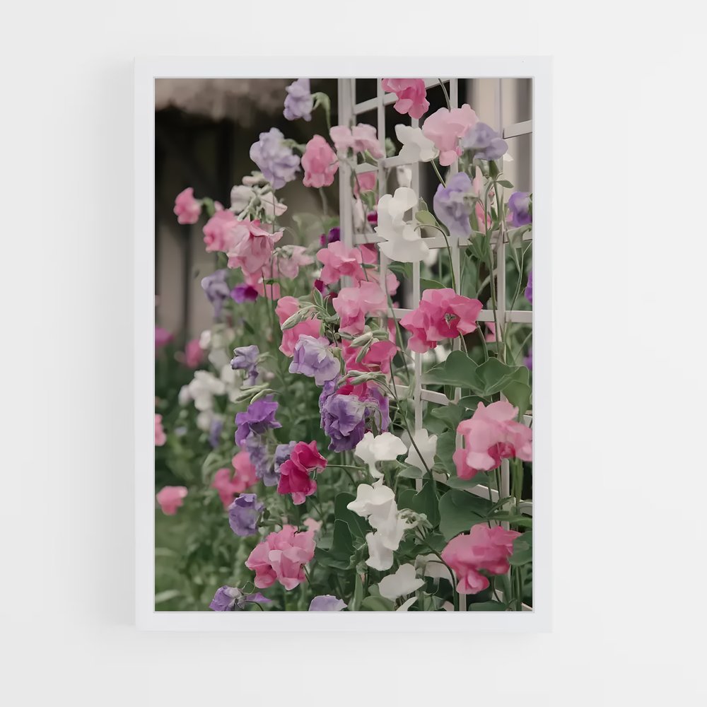 ap-sweet pea-1 cadre Blanc