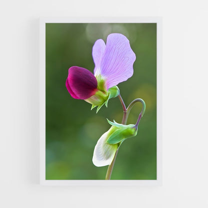 ap-sweet pea-3 cadre Blanc