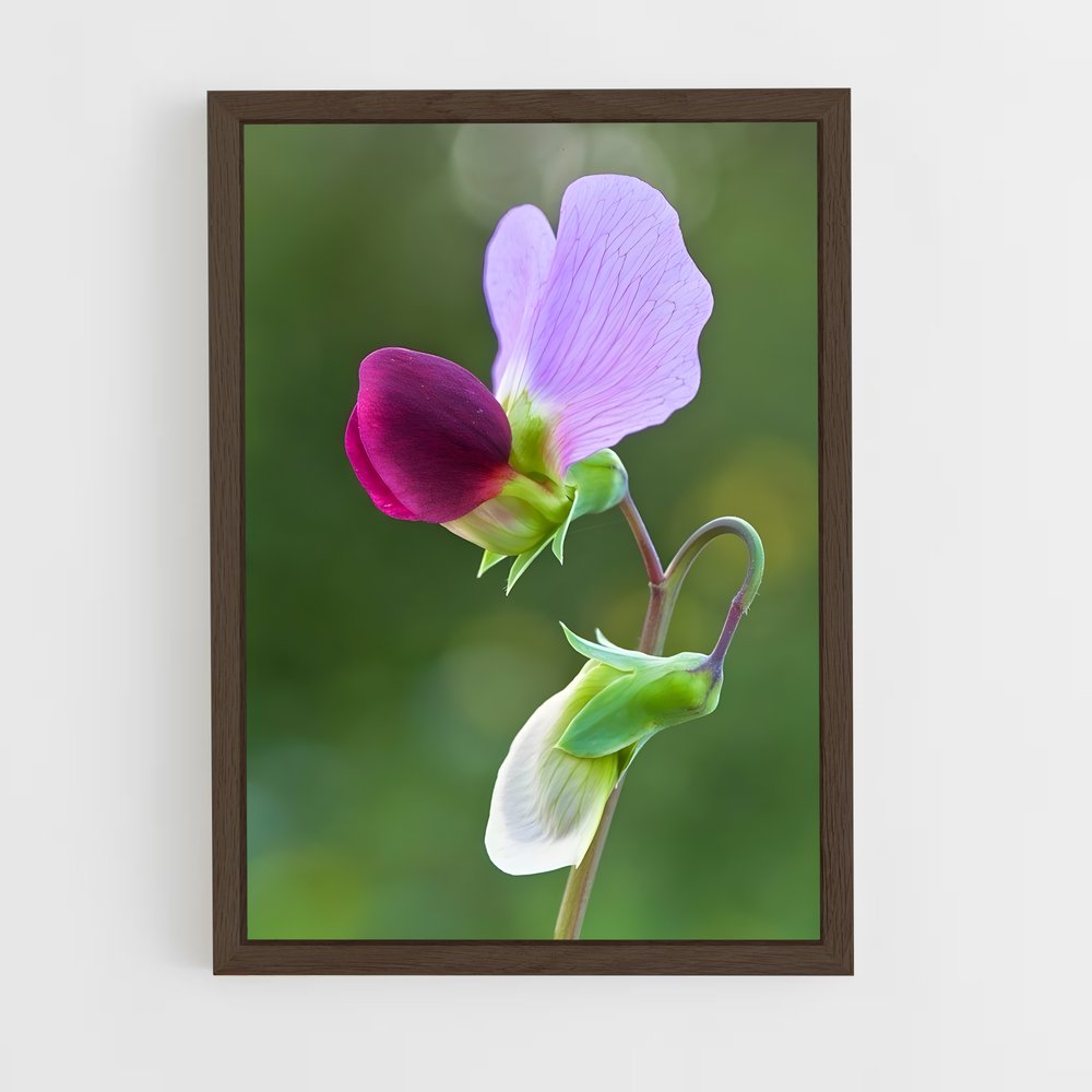 ap-sweet pea-3 cadre Bois foncé