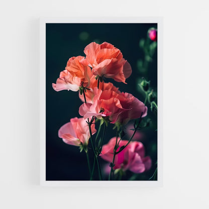 ap-sweet pea-4 cadre Blanc
