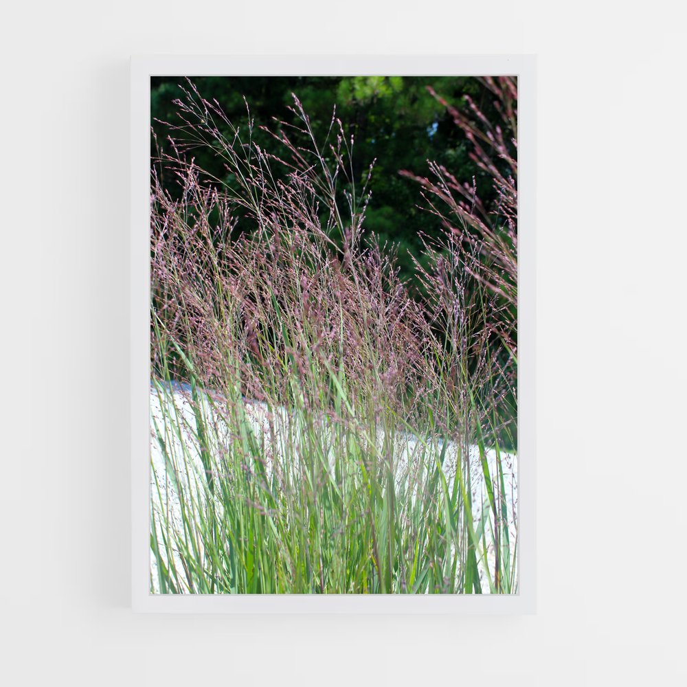 ap-switchgrass-1 cadre Blanc
