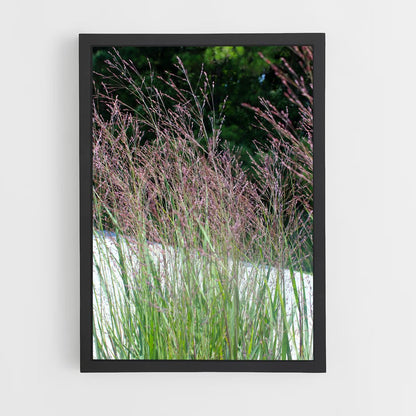 ap-switchgrass-1 cadre Noir