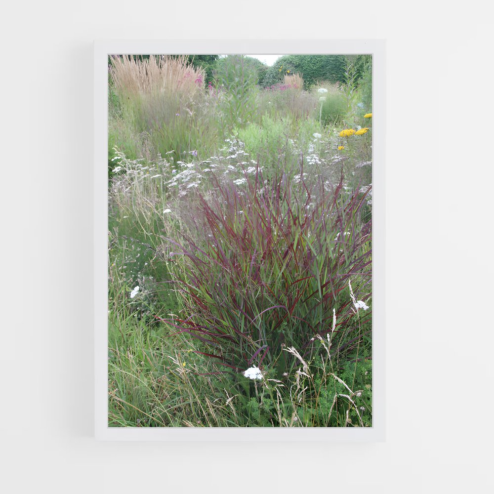 ap-switchgrass-2 cadre Blanc