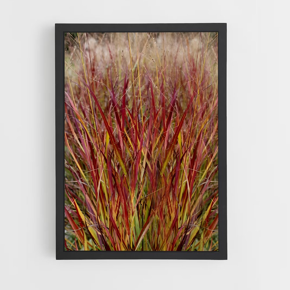 ap-switchgrass-3 cadre Noir