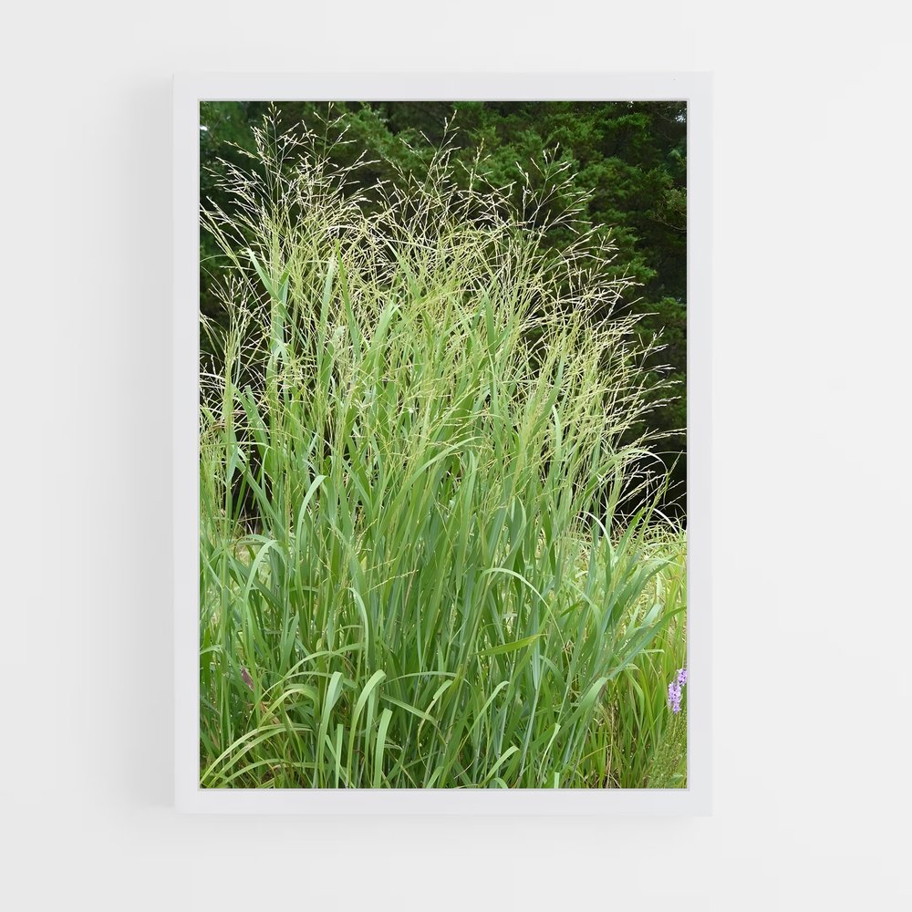 ap-switchgrass-4 cadre Blanc