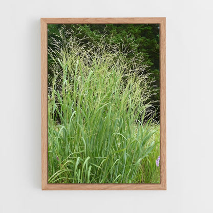ap-switchgrass-4 cadre Bois clair