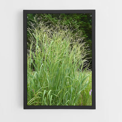 ap-switchgrass-4 cadre Noir