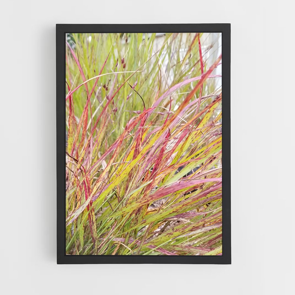 ap-switchgrass-5 cadre Noir