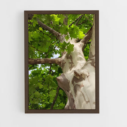 ap-sycamore-2 cadre Bois foncé