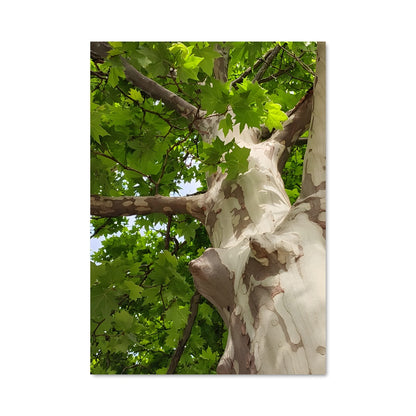 Poster Sycamore Serenity