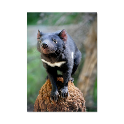 Poster Tasmanian King