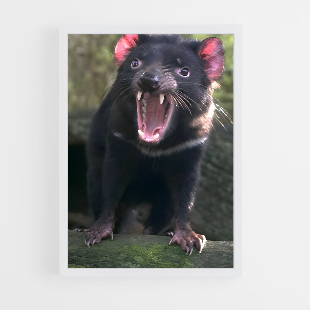 ap-tasmanian devil-1 cadre Blanc