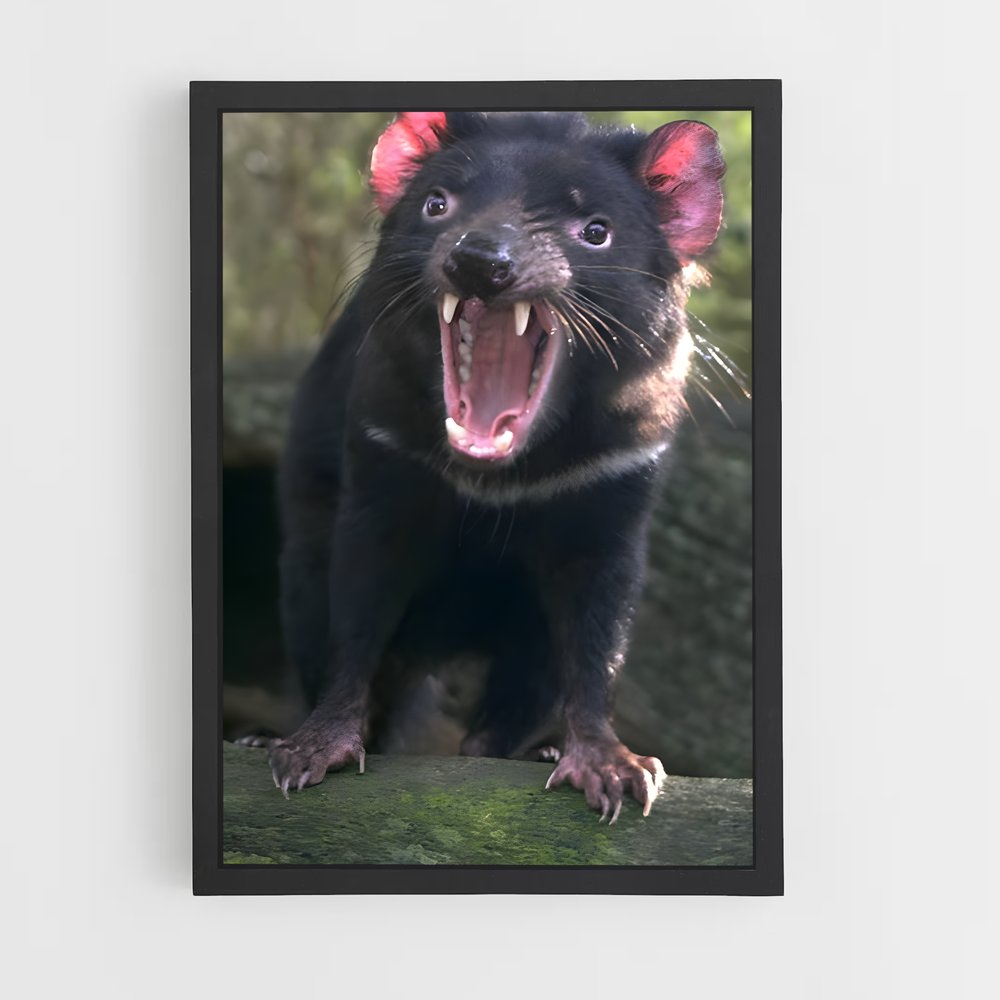 ap-tasmanian devil-1 cadre Noir