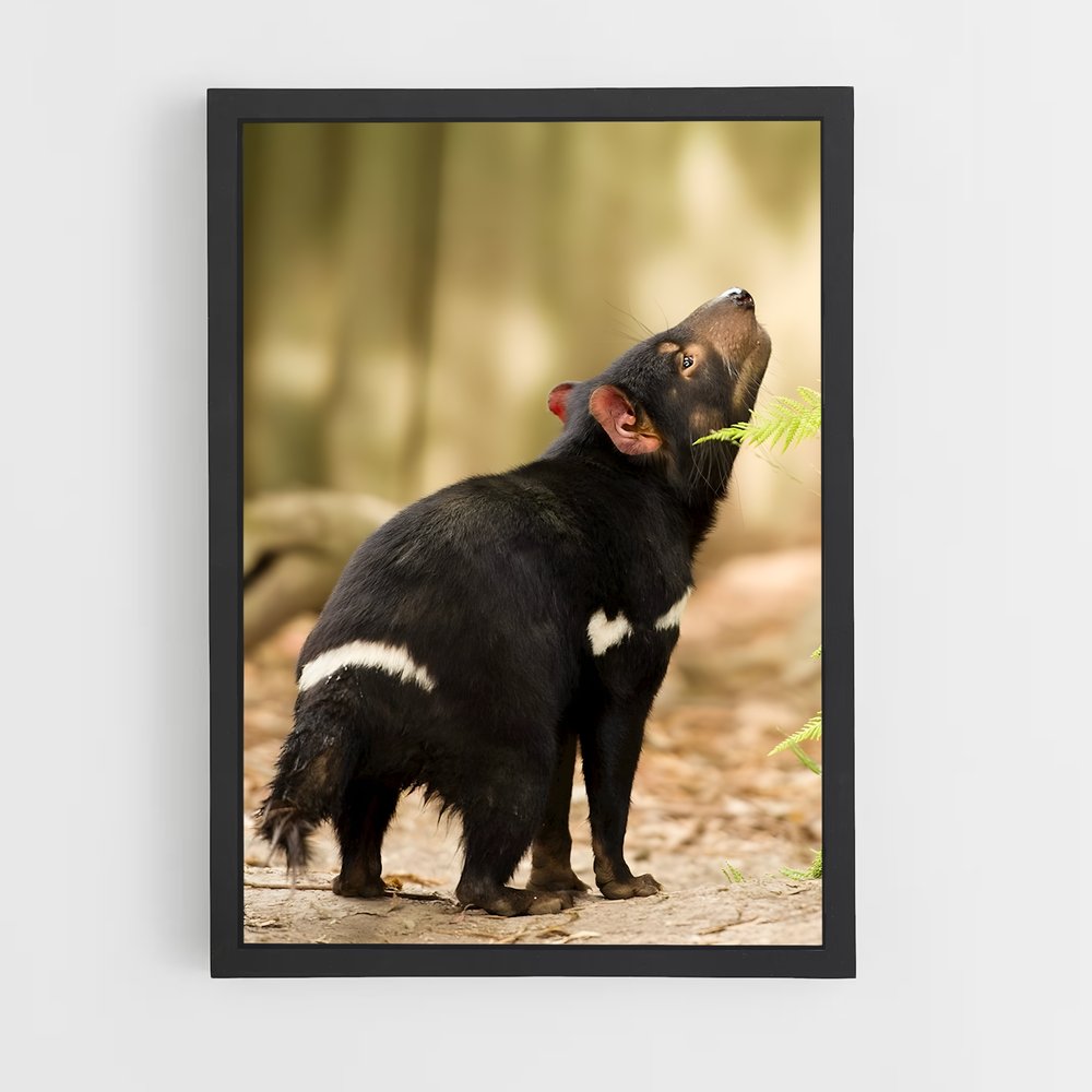 ap-tasmanian devil-4 cadre Noir