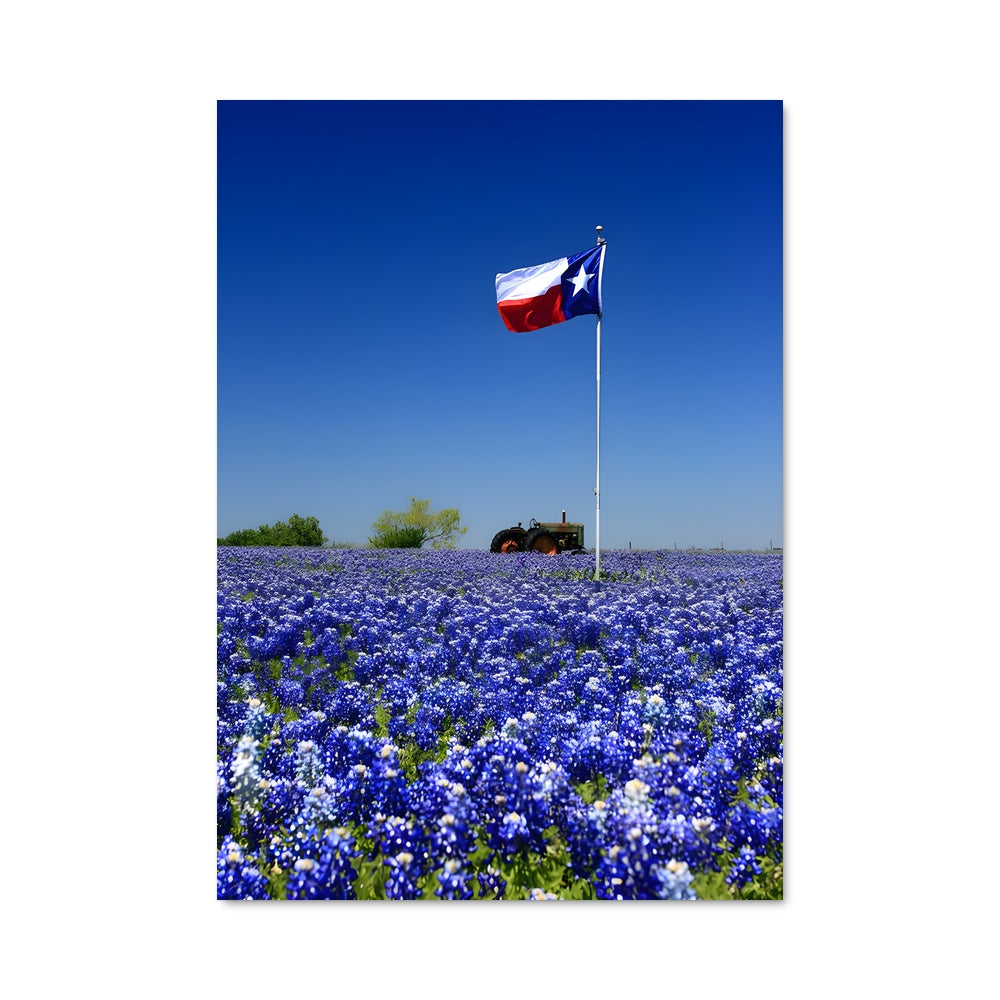 Poster Champs de Bluebonnets