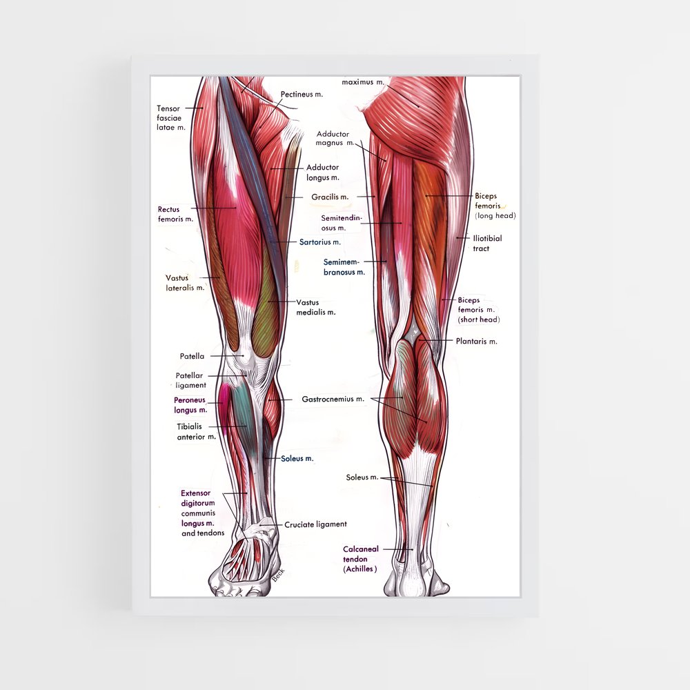 ap-thigh-1 cadre Blanc