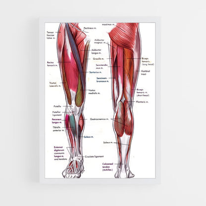 ap-thigh-1 cadre Blanc