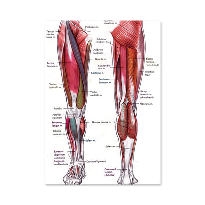 Poster Thigh 17480