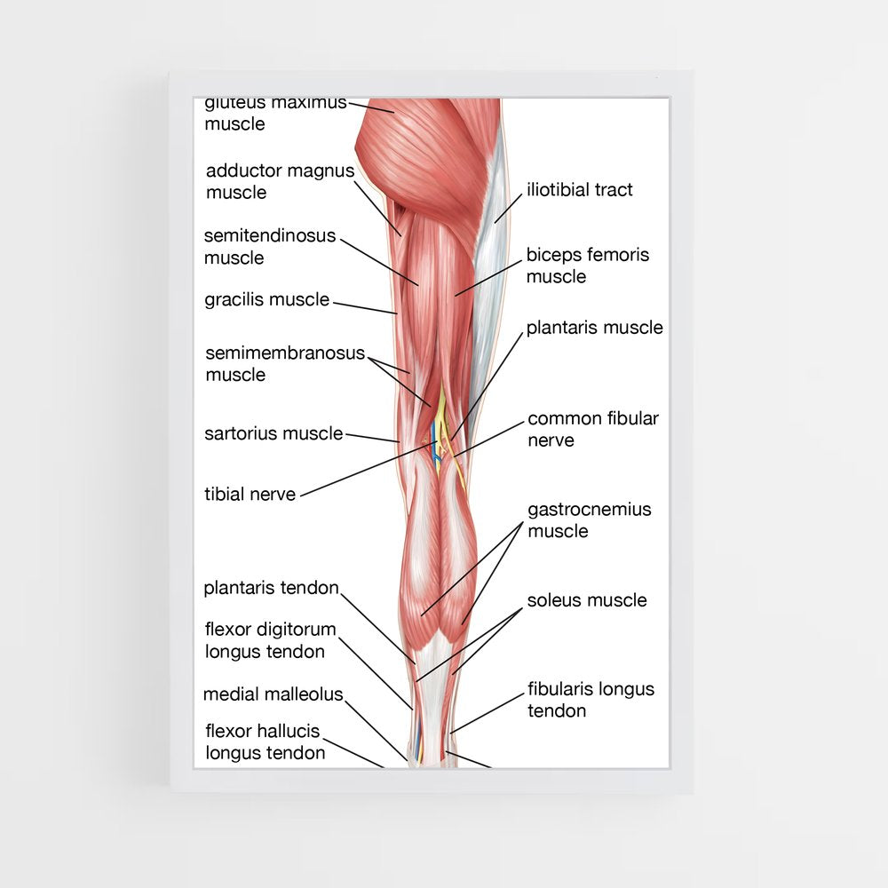 ap-thigh-2 cadre Blanc