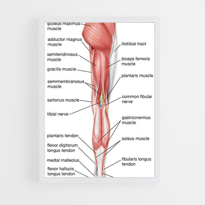ap-thigh-2 cadre Blanc