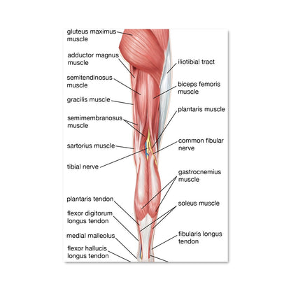 Poster Thigh 17486