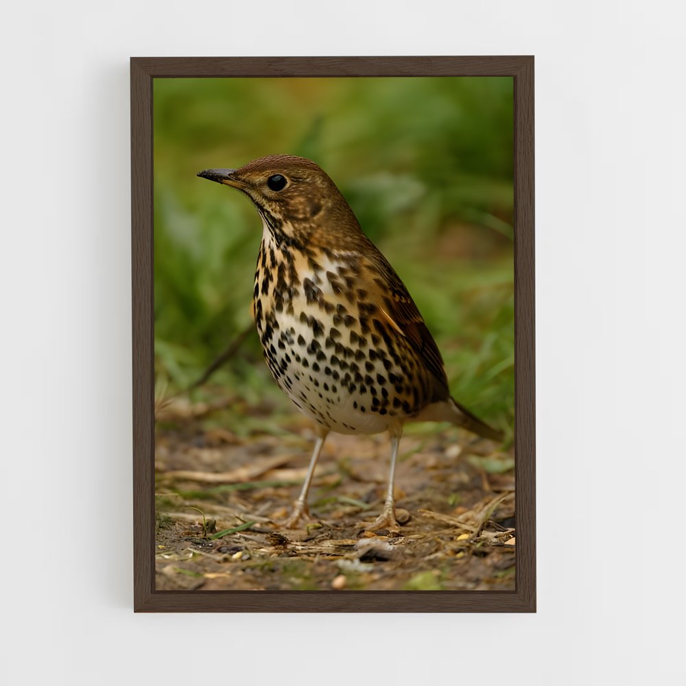 ap-thrush-2 cadre Bois foncé