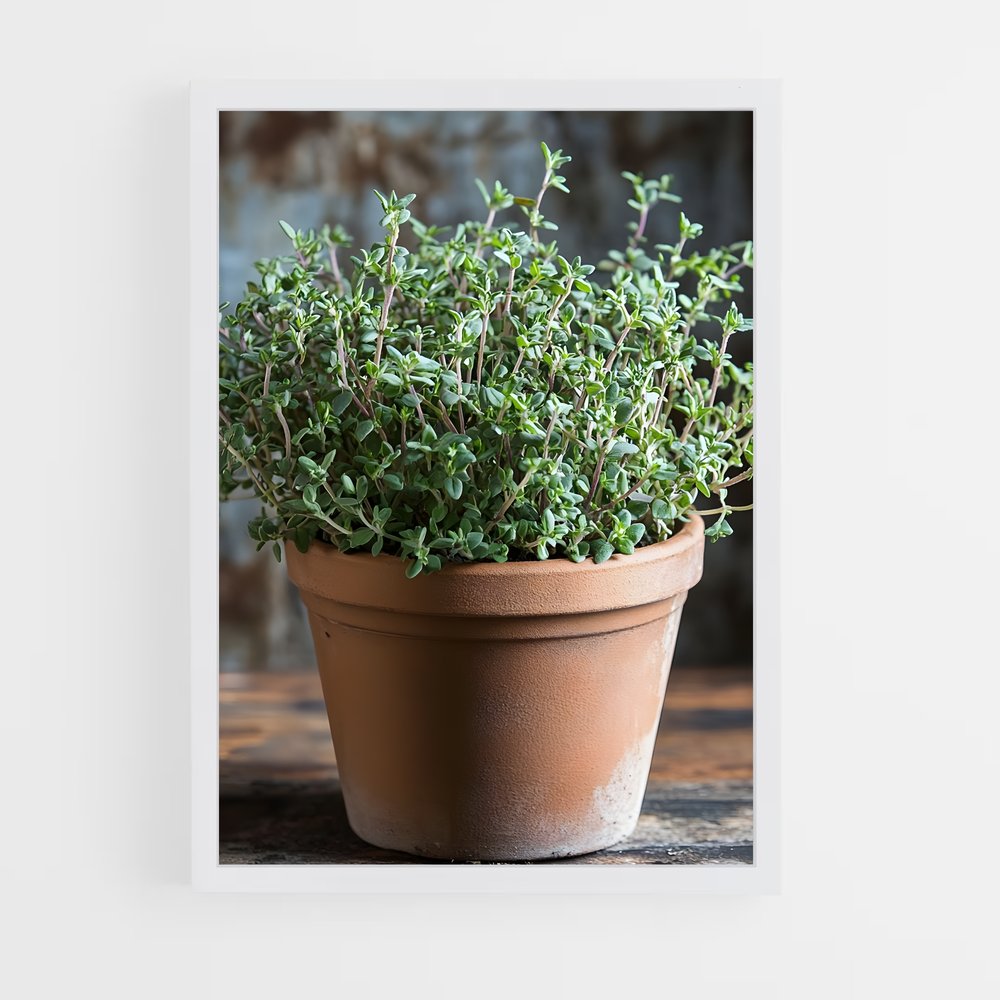 ap-thyme-1 cadre Blanc