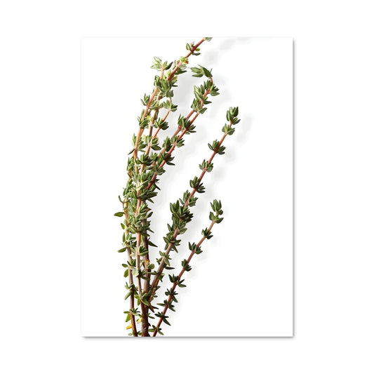 Poster Thyme & Thyrum