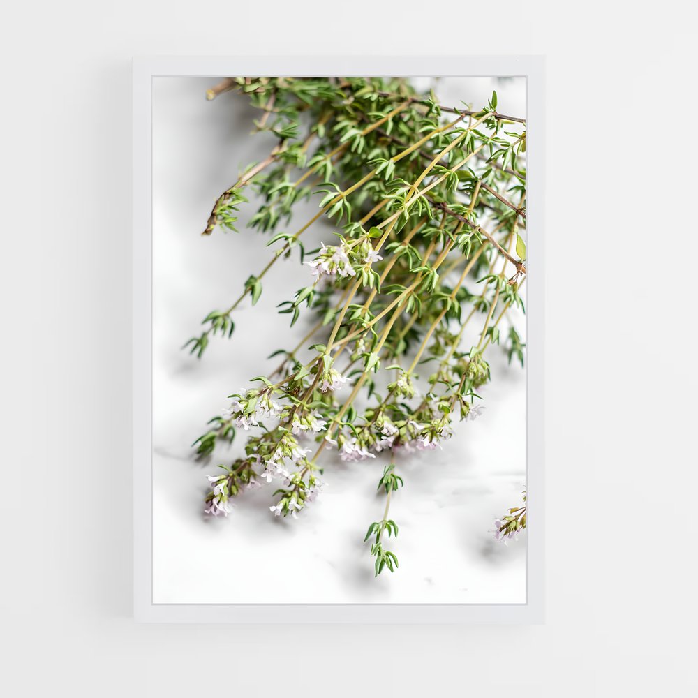 ap-thyme-6 cadre Blanc