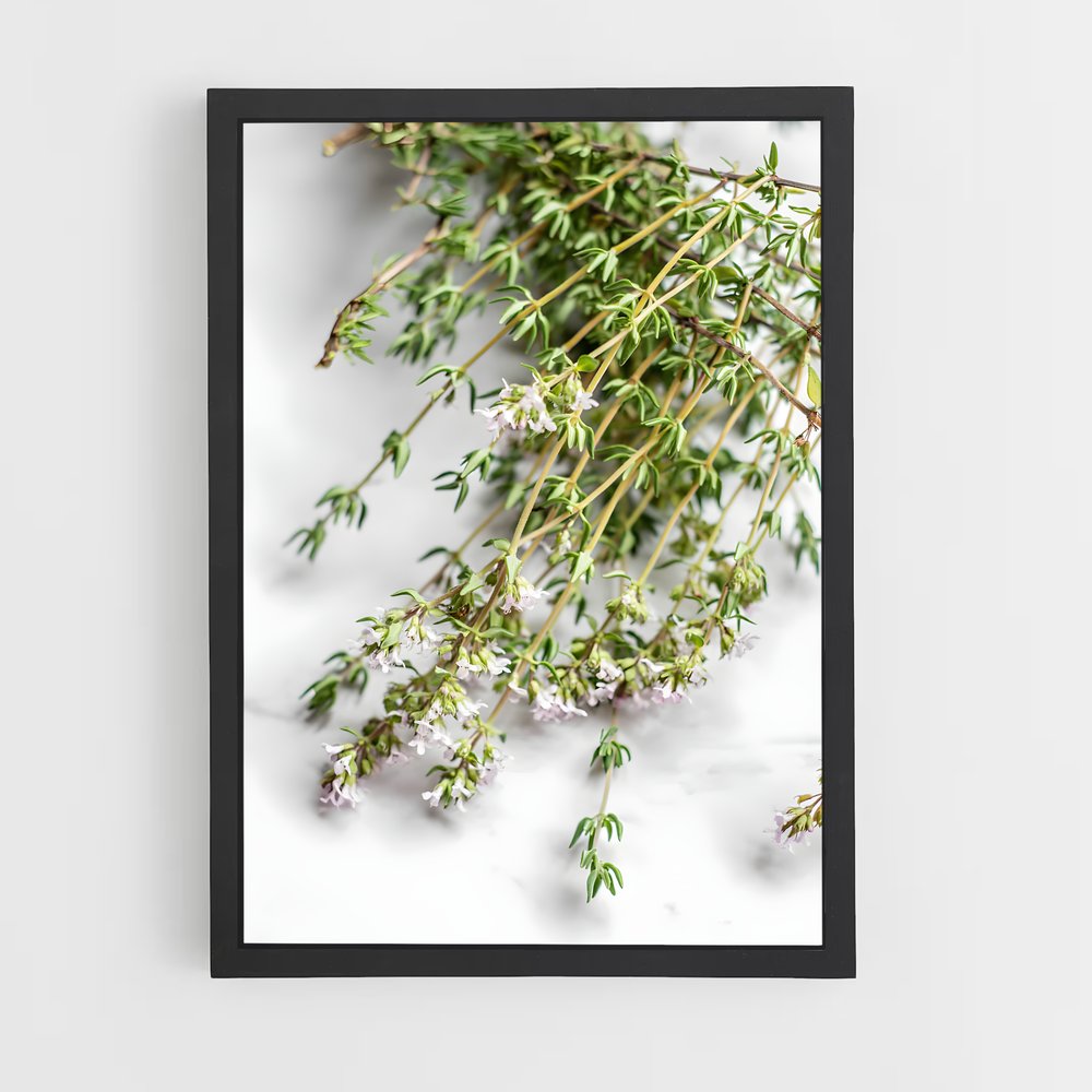 ap-thyme-6 cadre Noir