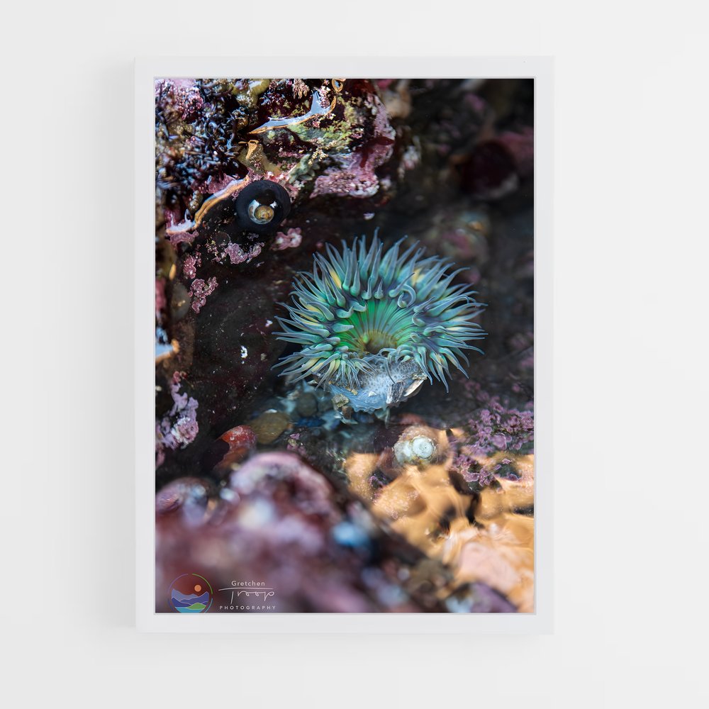 ap-tide pool-5 cadre Blanc