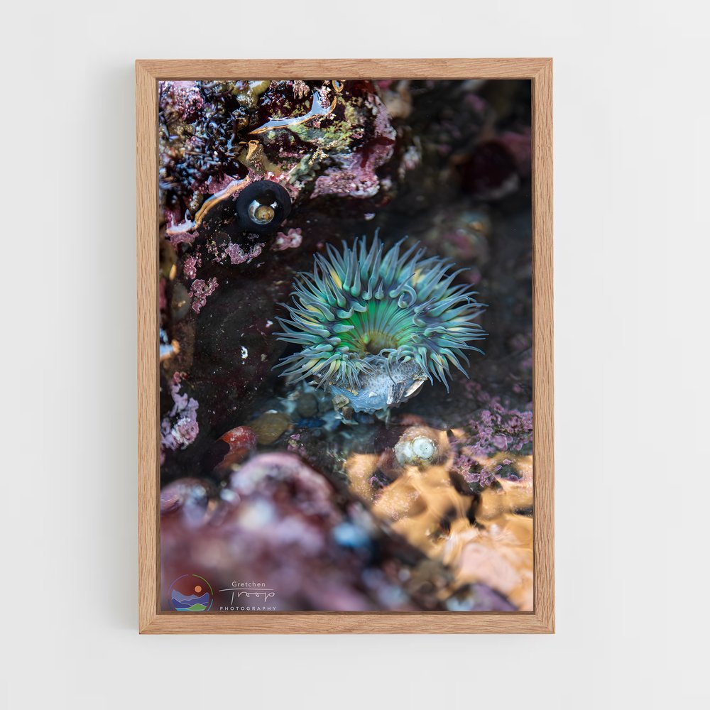 ap-tide pool-5 cadre Bois clair