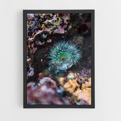 ap-tide pool-5 cadre Noir