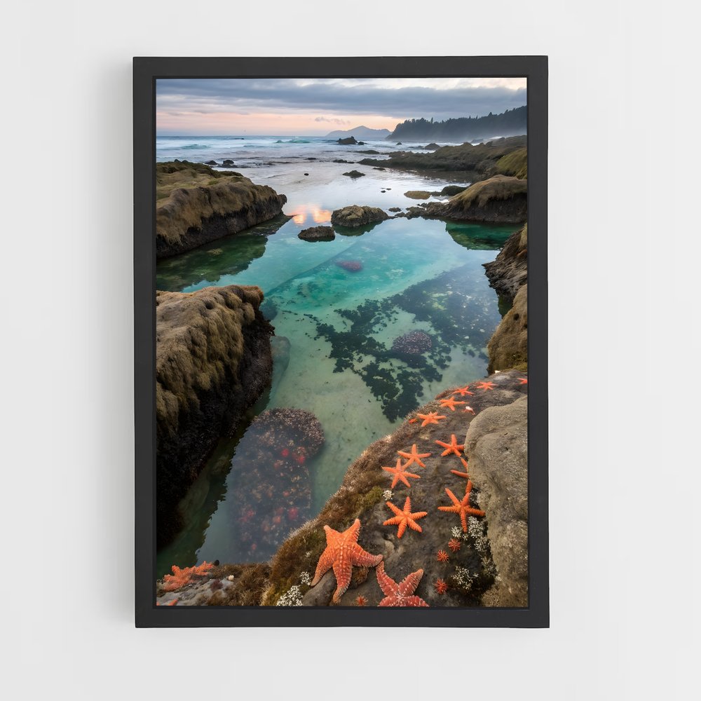 ap-tide pool-6 cadre Noir
