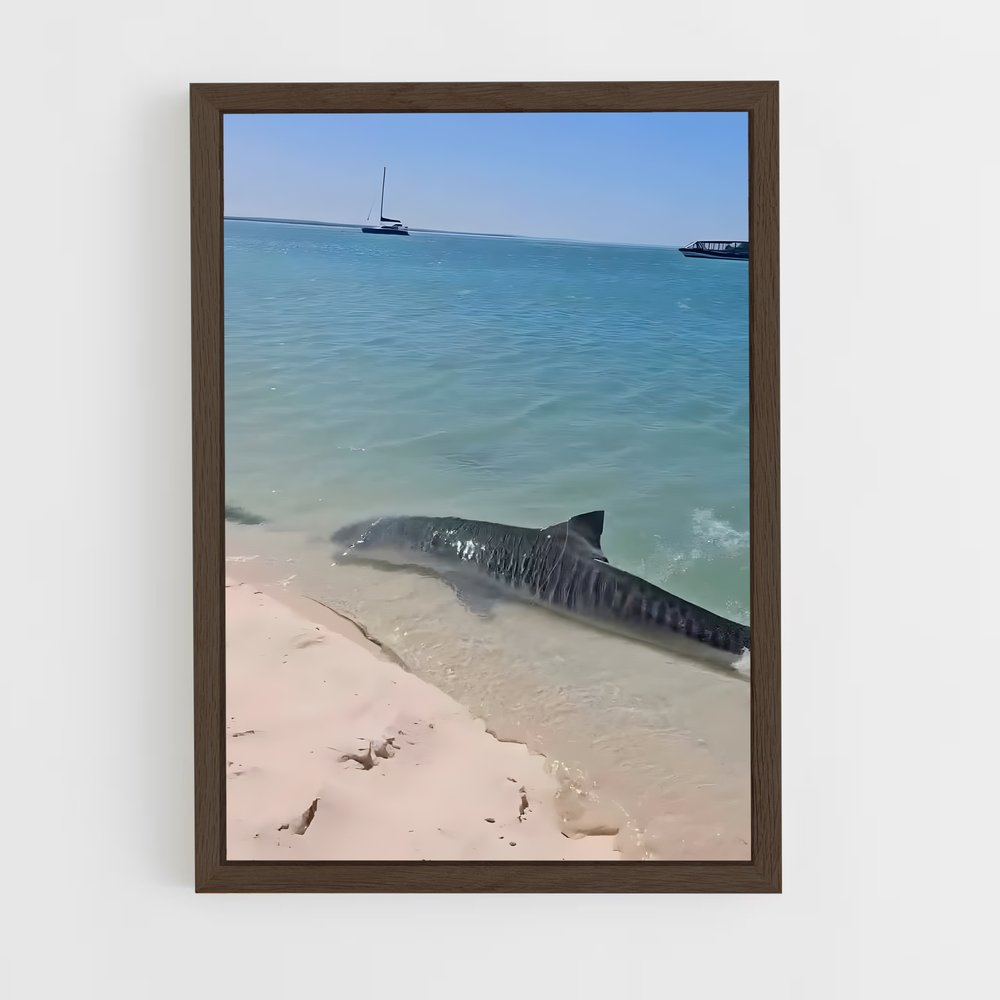 ap-tiger shark-1 cadre Bois foncé