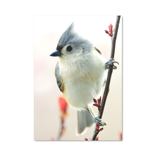 Poster Tit 84491