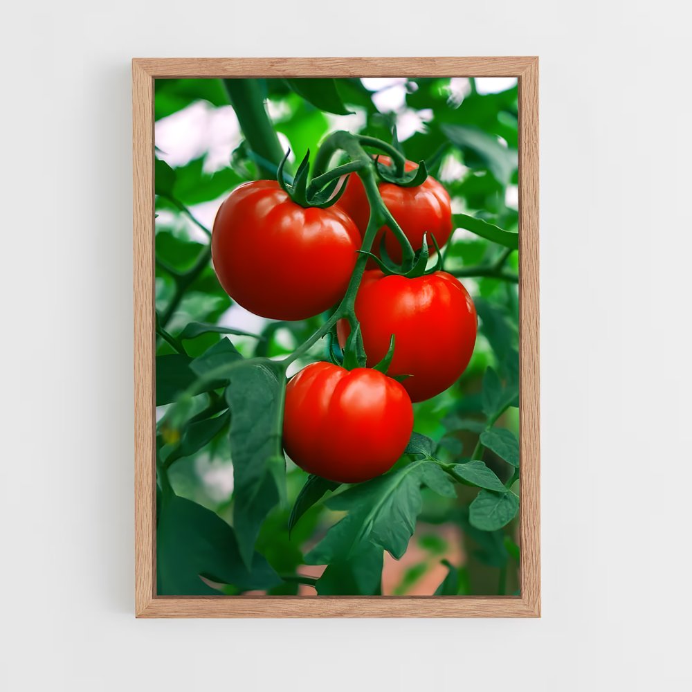 ap-tomato-2 cadre Bois clair