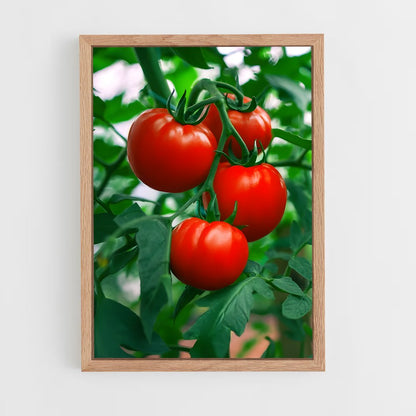 ap-tomato-2 cadre Bois clair