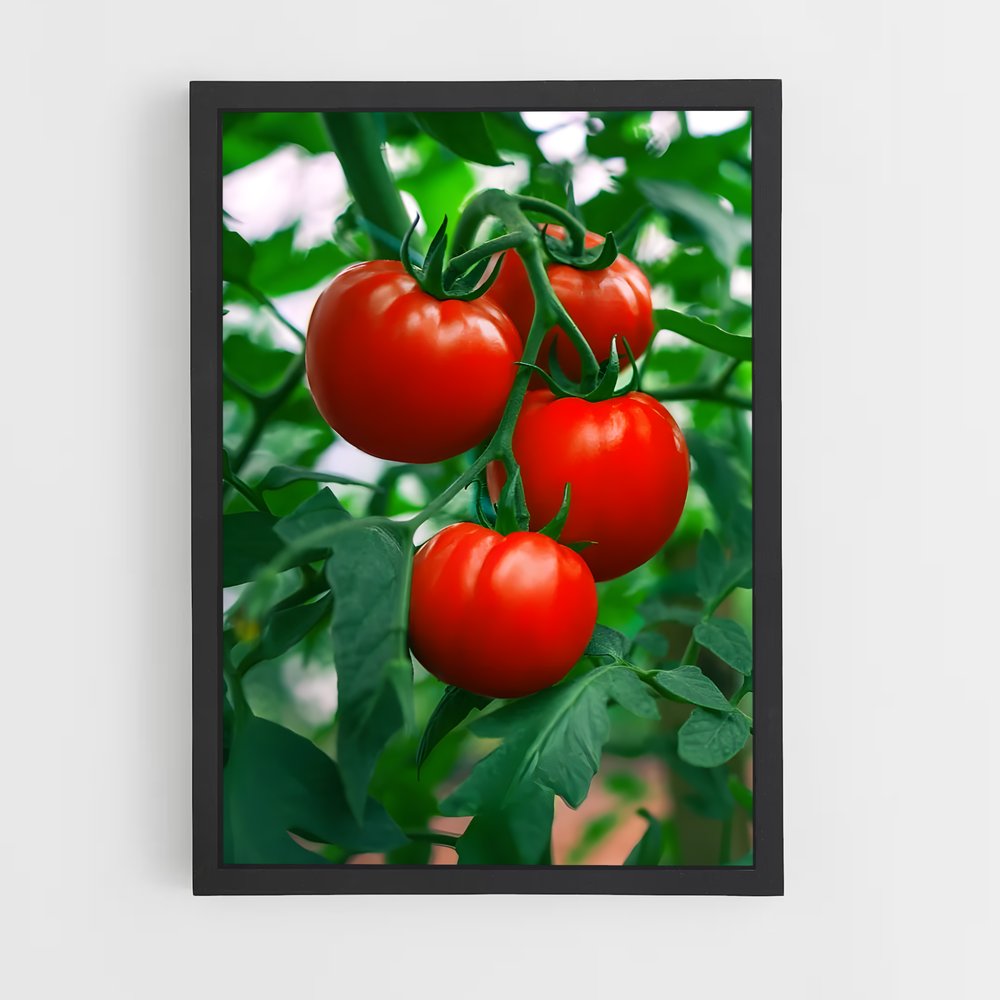 ap-tomato-2 cadre Noir