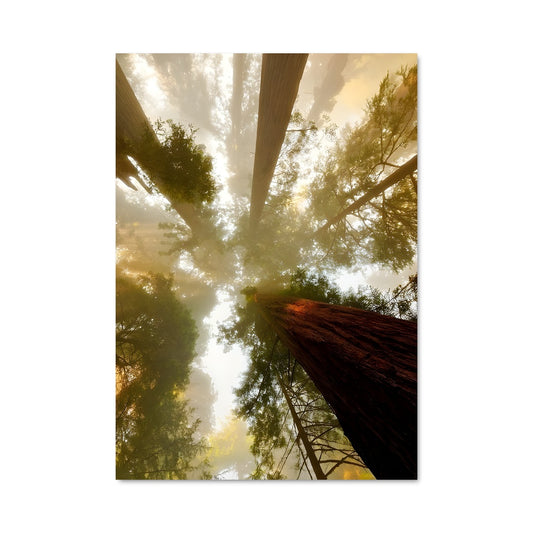 Poster Sous le Voile de Brume