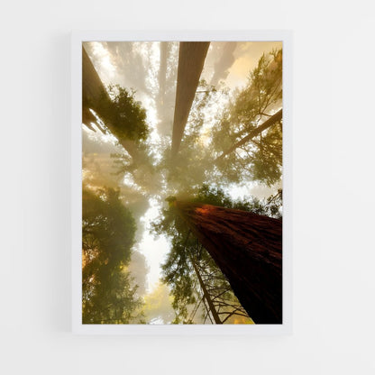 ap-tree canopy-1 cadre Blanc