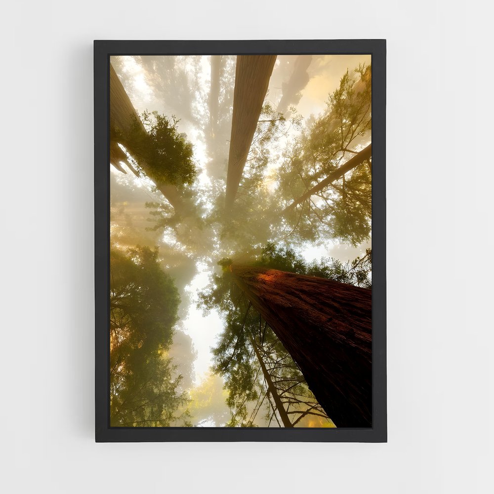ap-tree canopy-1 cadre Noir