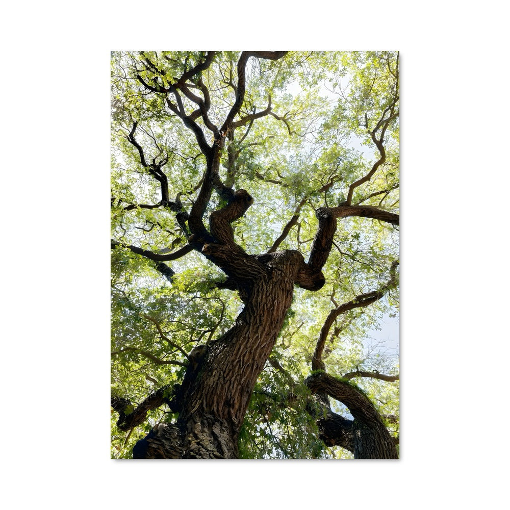 Poster Trees 96896