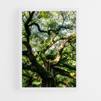 ap-trees-7 cadre Blanc