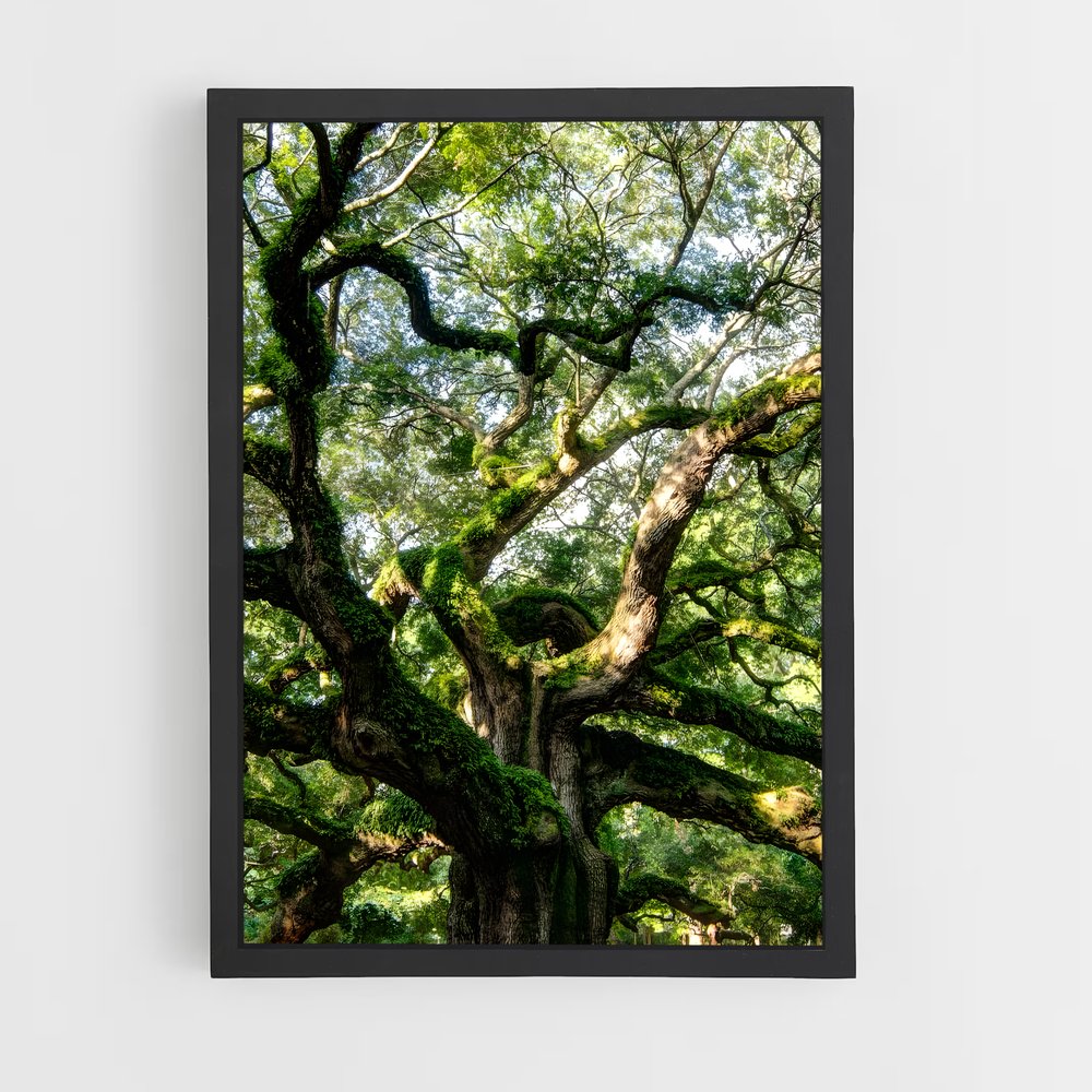 ap-trees-7 cadre Noir