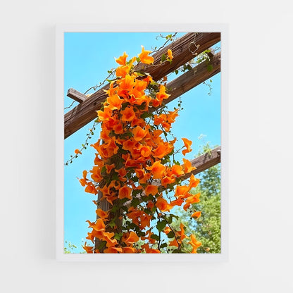 ap-trumpet vine-3 cadre Blanc