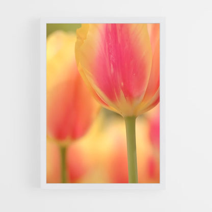 ap-tulip-11 cadre Blanc