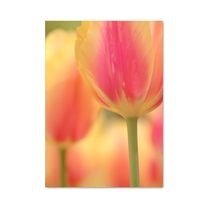 Poster Tulip Fever